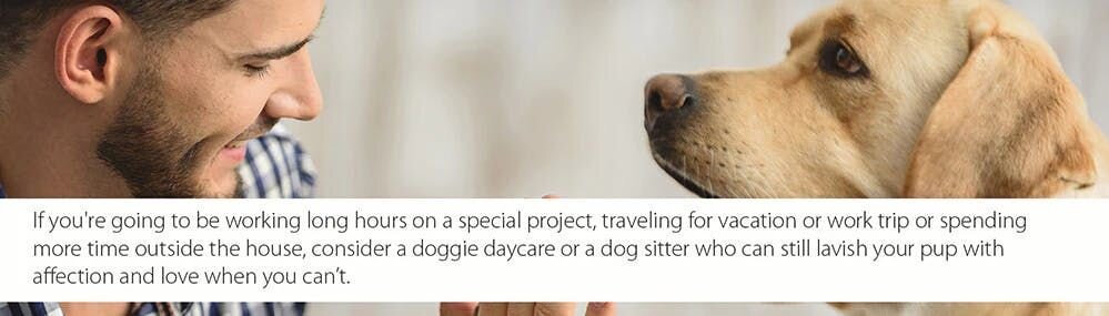 Find a doggie daycare or a dog sitter