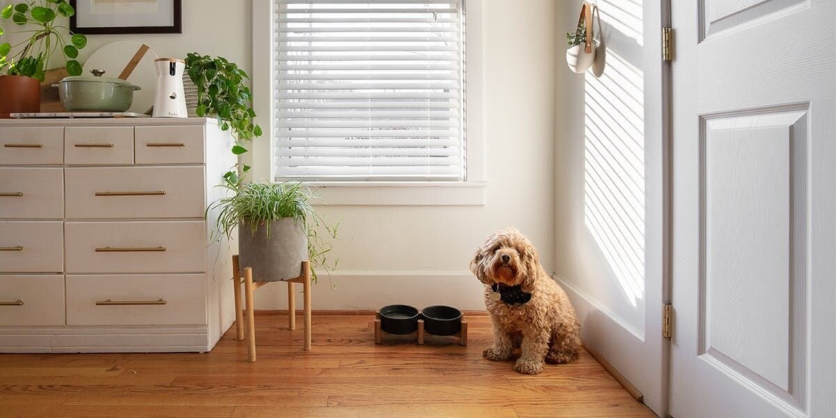 Brow dog sitting next to Furbo 360 Dog Camera