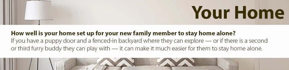 How well is your home set up for your new family member to stay home alone