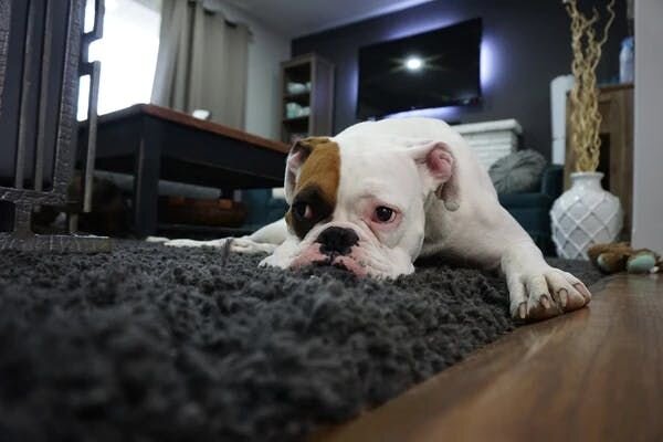 Dog home alone image