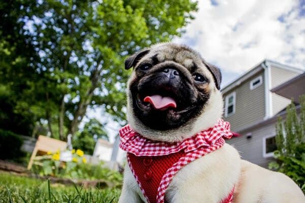 Dog photos