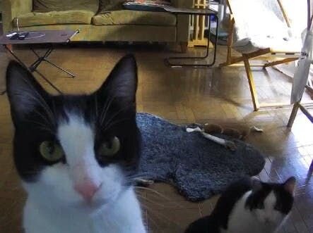 とーさんの家のリビングは普段座っているダイニングテーブルの位置からはソファーの周りにいる福とトモとモエの様子を直接は見ることができません。しかし、リビングの正面に備え付けたFurboからはばっちりソファーの様子がよく見えるのです。見てないふりして、スマホでチェック。リモートワークするmacの傍...