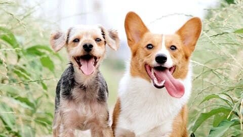 兩隻在草叢中間站立，吐舌頭的狗狗