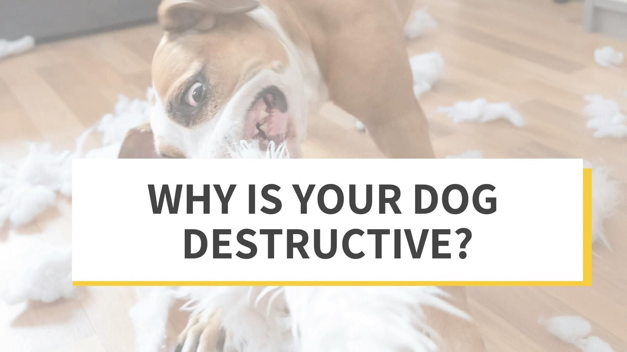 Why Is Your Dog Destructive?