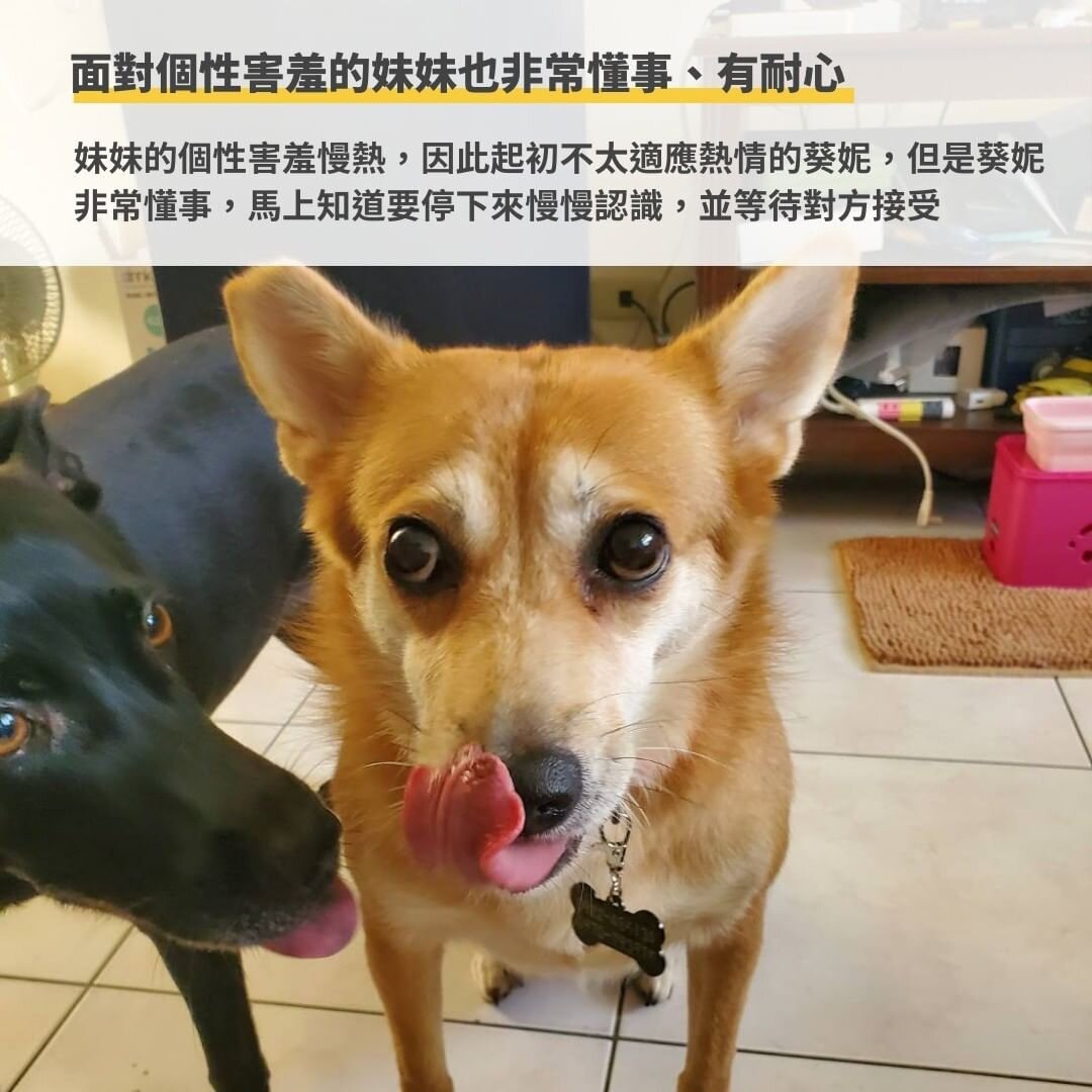 新家的成員有葵妮拔拔還有另一隻狗狗「妹妹」🐶！