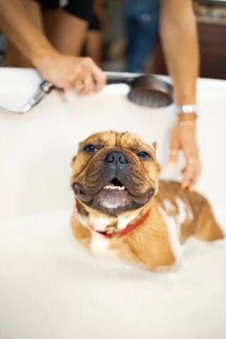 Bathing dog image