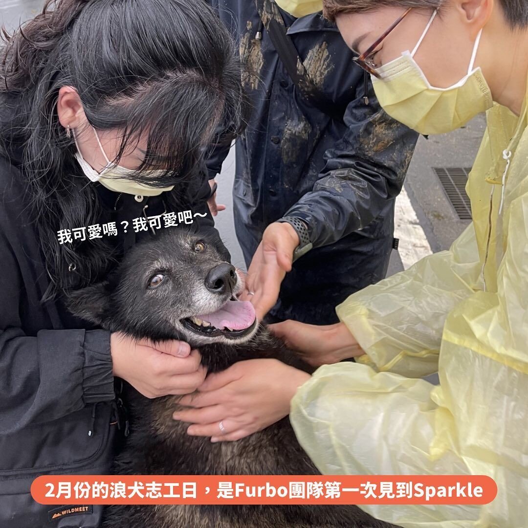 浪犬志工