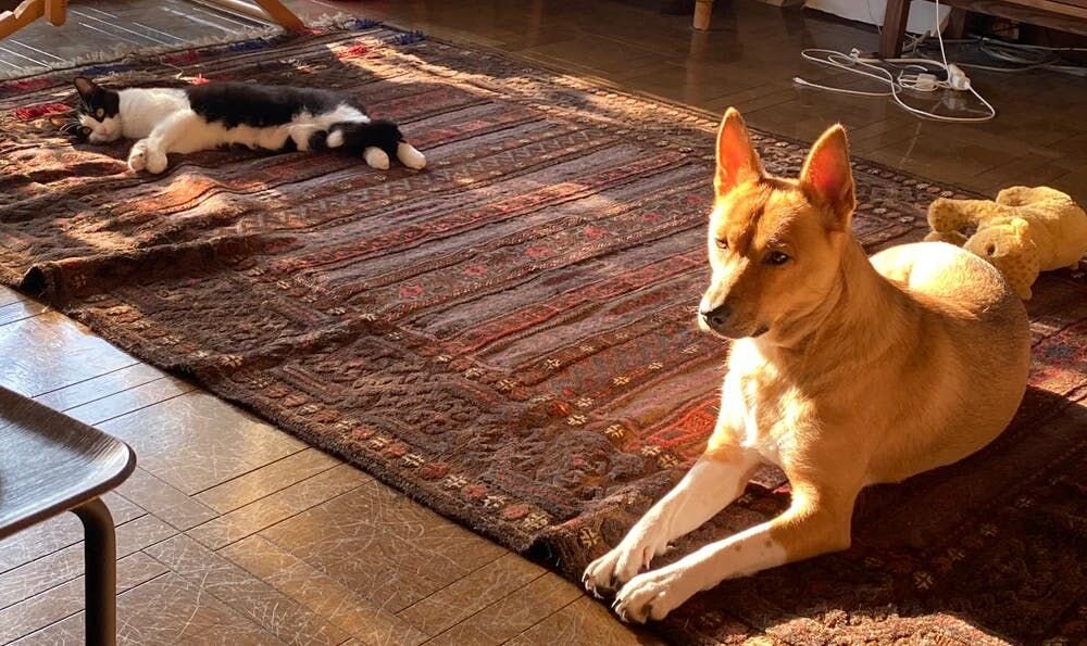 困り顔の保護犬福のファーボ日記 Vol.04