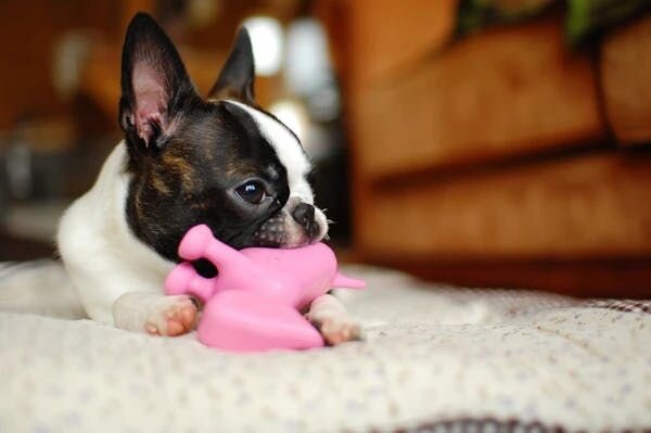 Dog chewing toys