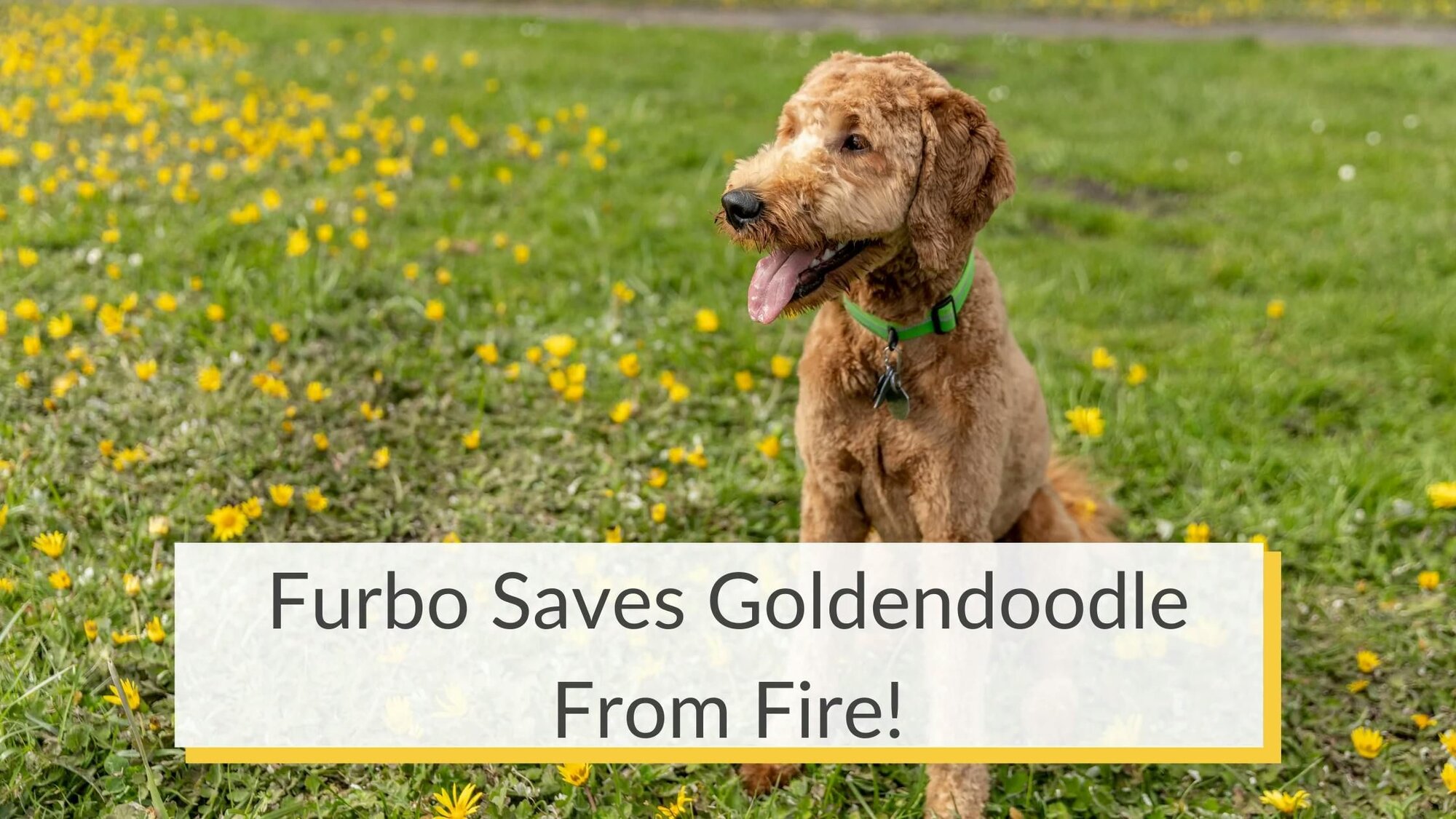 Furbo Saves Goldendoodle from House Fire!