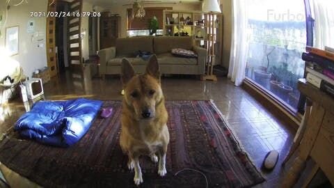 ↓ 飛び出すおやつ待ちの福、トモとモエ