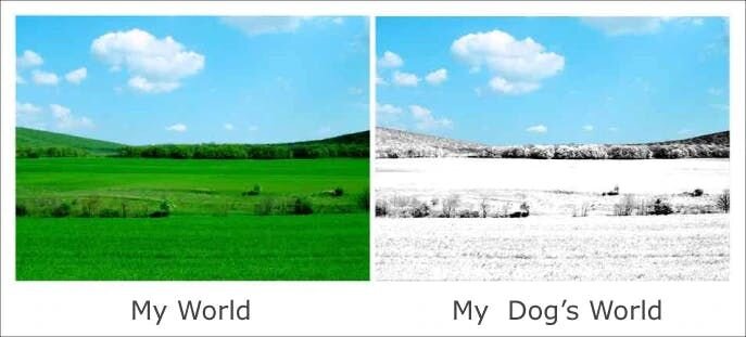 Dogs can actually see blue and yellow!