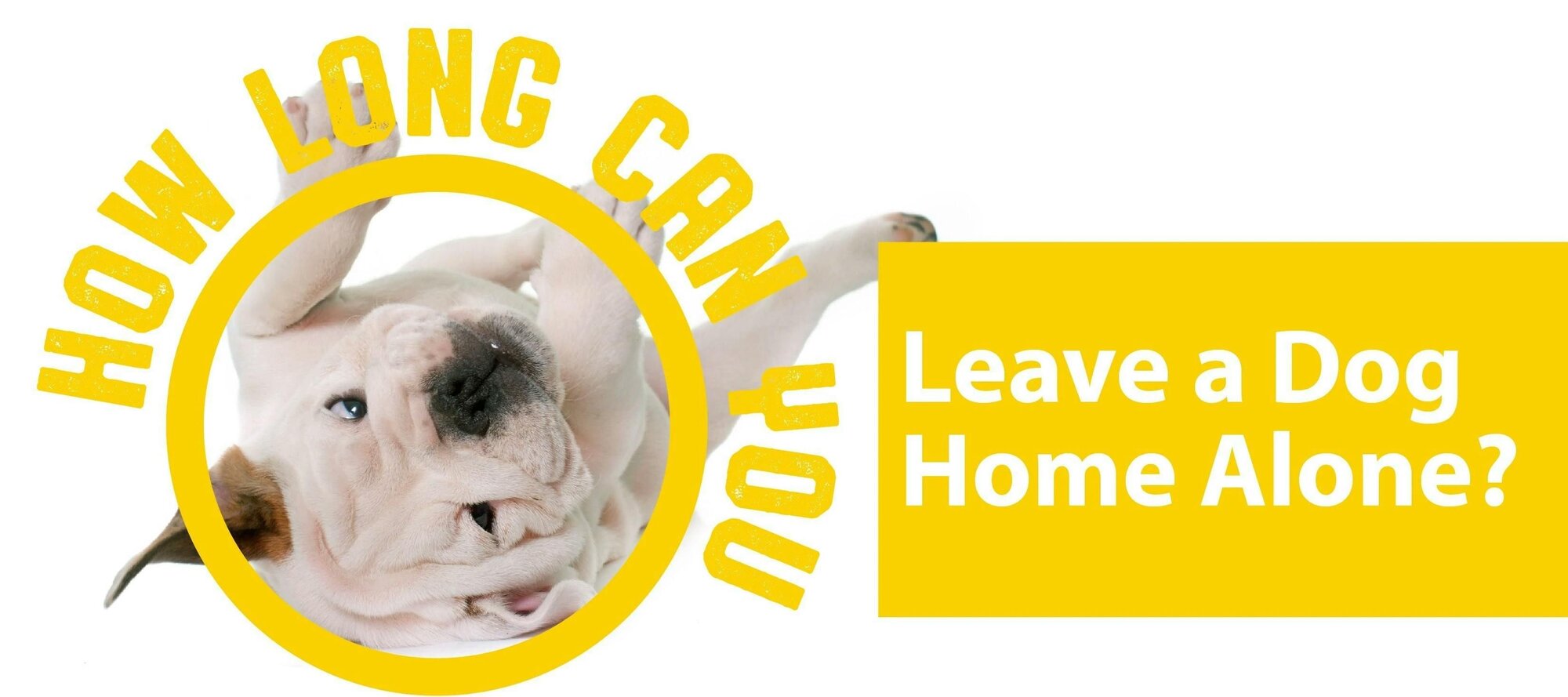 How Long Can You Leave a Dog Home Alone?
