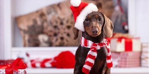 10 Ways to Keep Your Dog Happy over Christmas