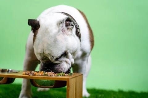 Dog eating image