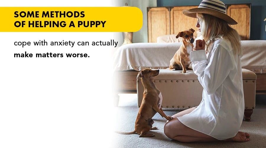 Some methods of helping a puppy