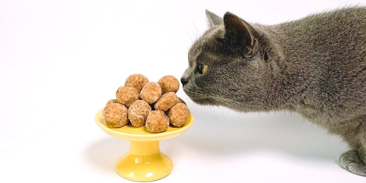 Gray shorthaired cat sniffing sugary desserts on a yellow platter