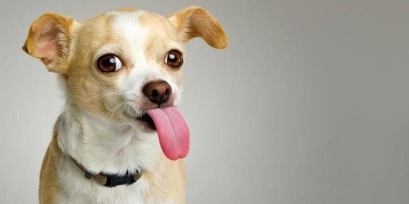 犬が私たちの顔を舐める理由とは