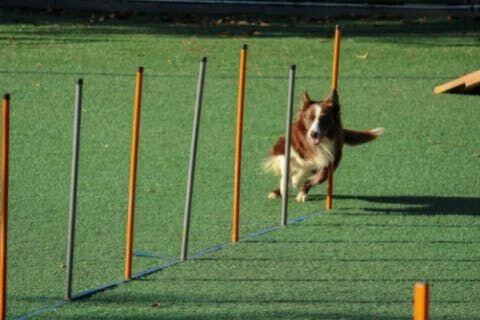 dog running image