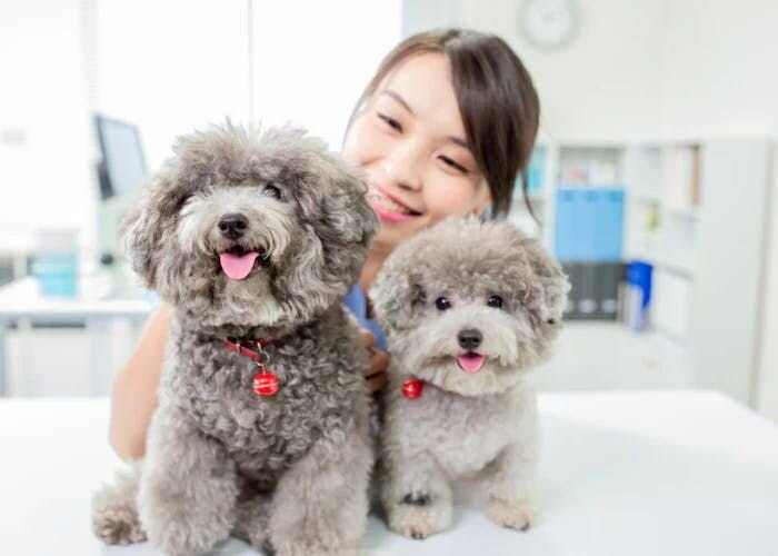 医療従事者への感謝を形に！Furboの無償提供を行ってみて