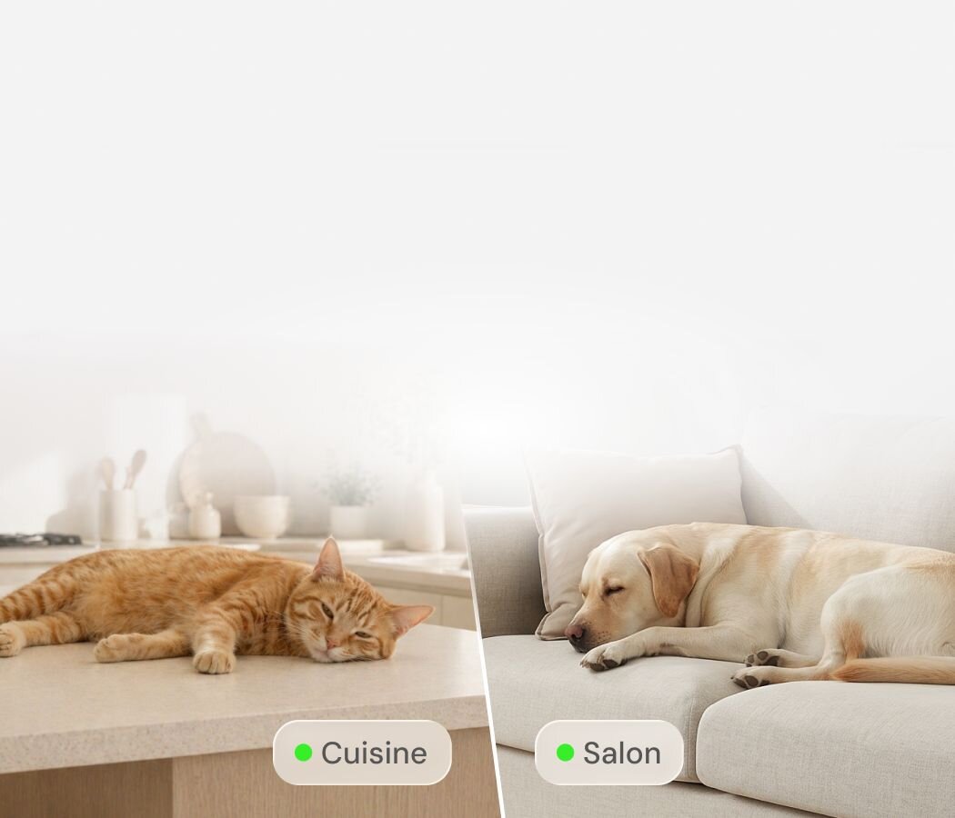 A split-screen view showing an orange cat napping on a kitchen counter next to a Furbo 360° Cat Camera, and a yellow labrador sleeping on a light-colored sofa in the living room.