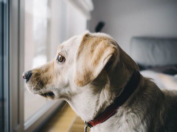Dog looking out a window