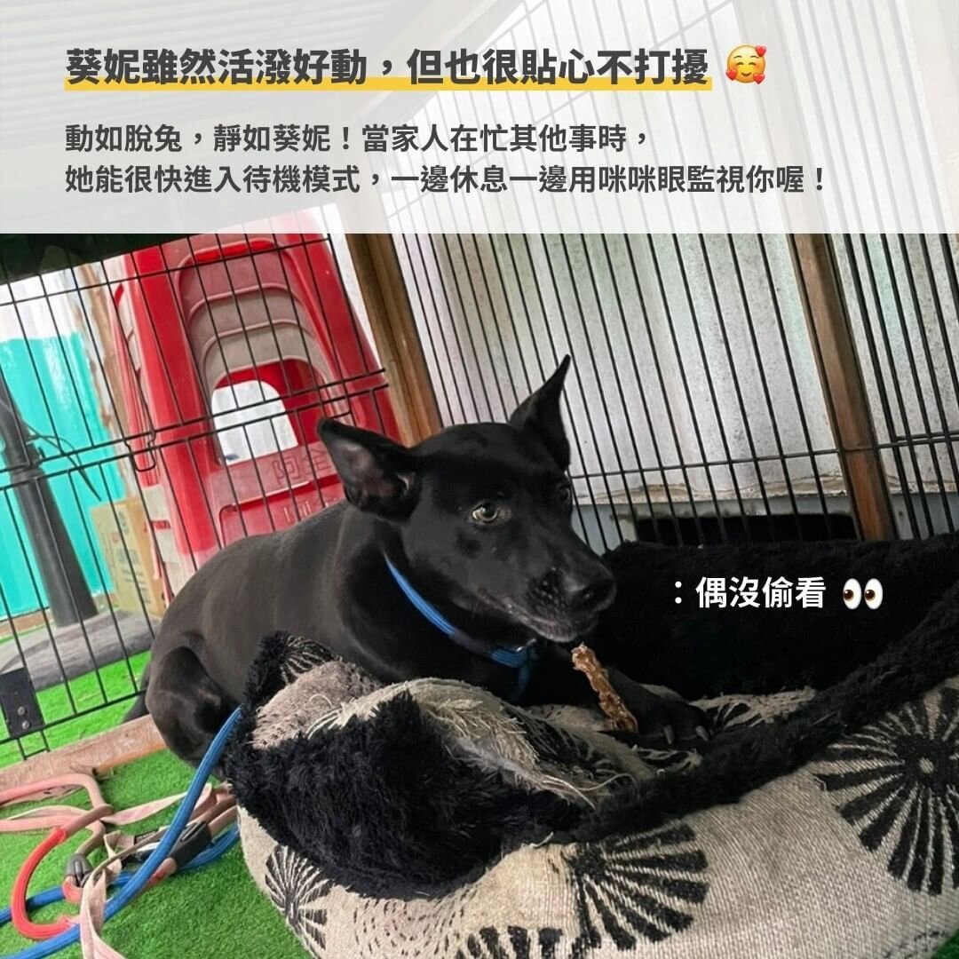 不僅很喜歡人類，和其他狗狗也相處得很好！