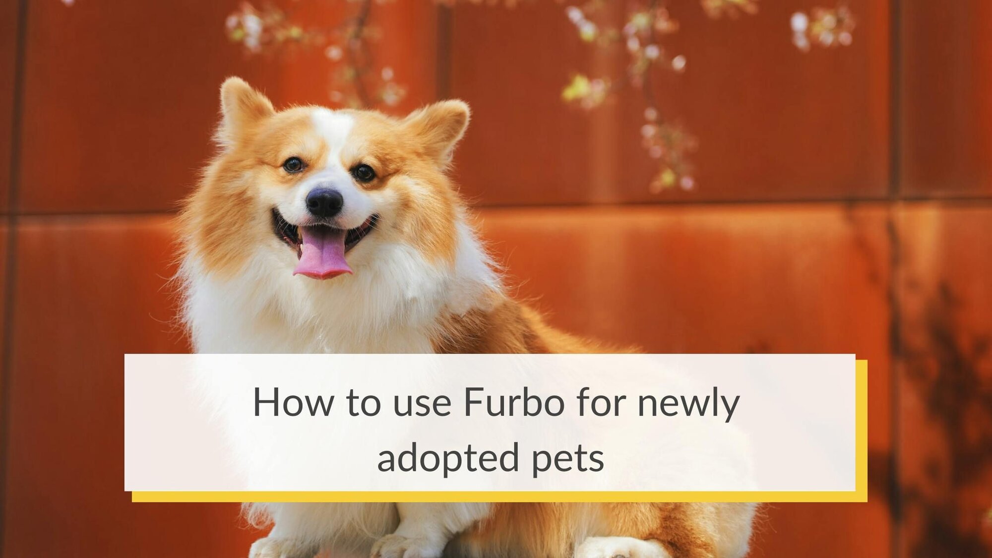 How to use Furbo for newly adopted pets