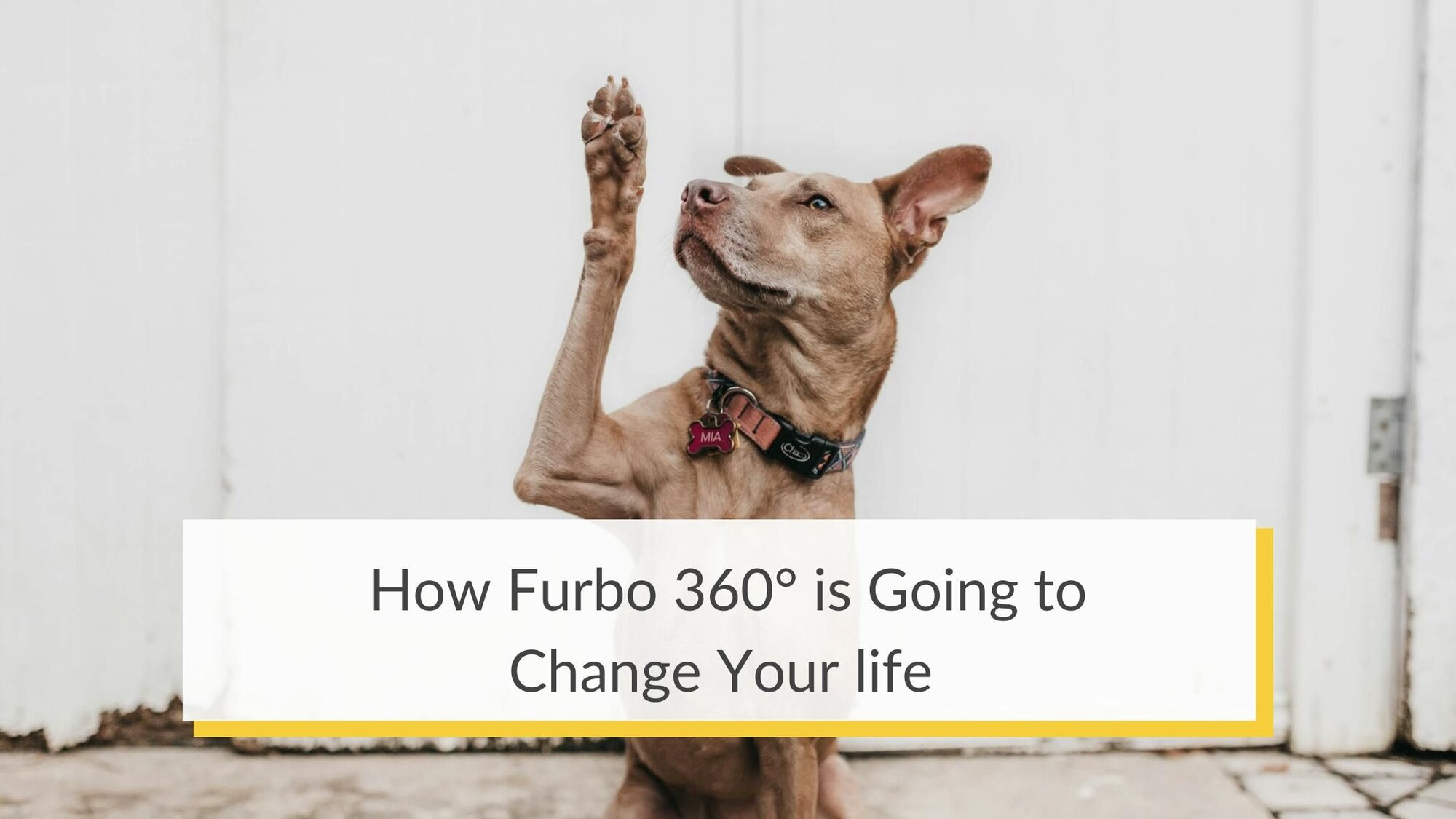How the new Furbo 360° Dog Camera will change your life