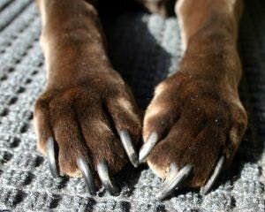 dog paws