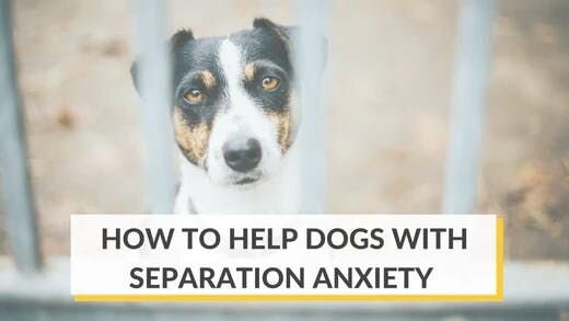 How to Help Dogs With Separation Anxiety