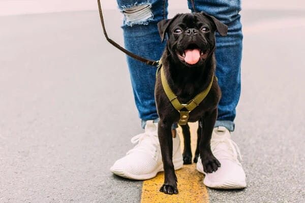 Pug on walk with human