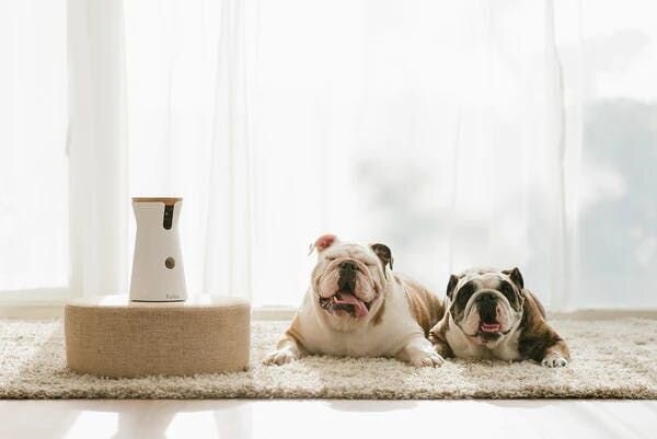 Two bulldogs with Furbo