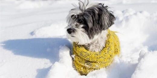 Winter is here! 7 Tips to Keep Your Dog Warm This Winter!
