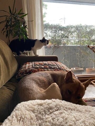 決して仲良くはないけれど、少しずつ距離が縮まり、同じソファーにも座るようになってきた。この大きな茶色い生き物は少し乱暴だけど危険はなさそうなだな、なんて二匹で相談してたんじゃなかろうか。まずは第一段階クリア！かな。とーさんも一安心。