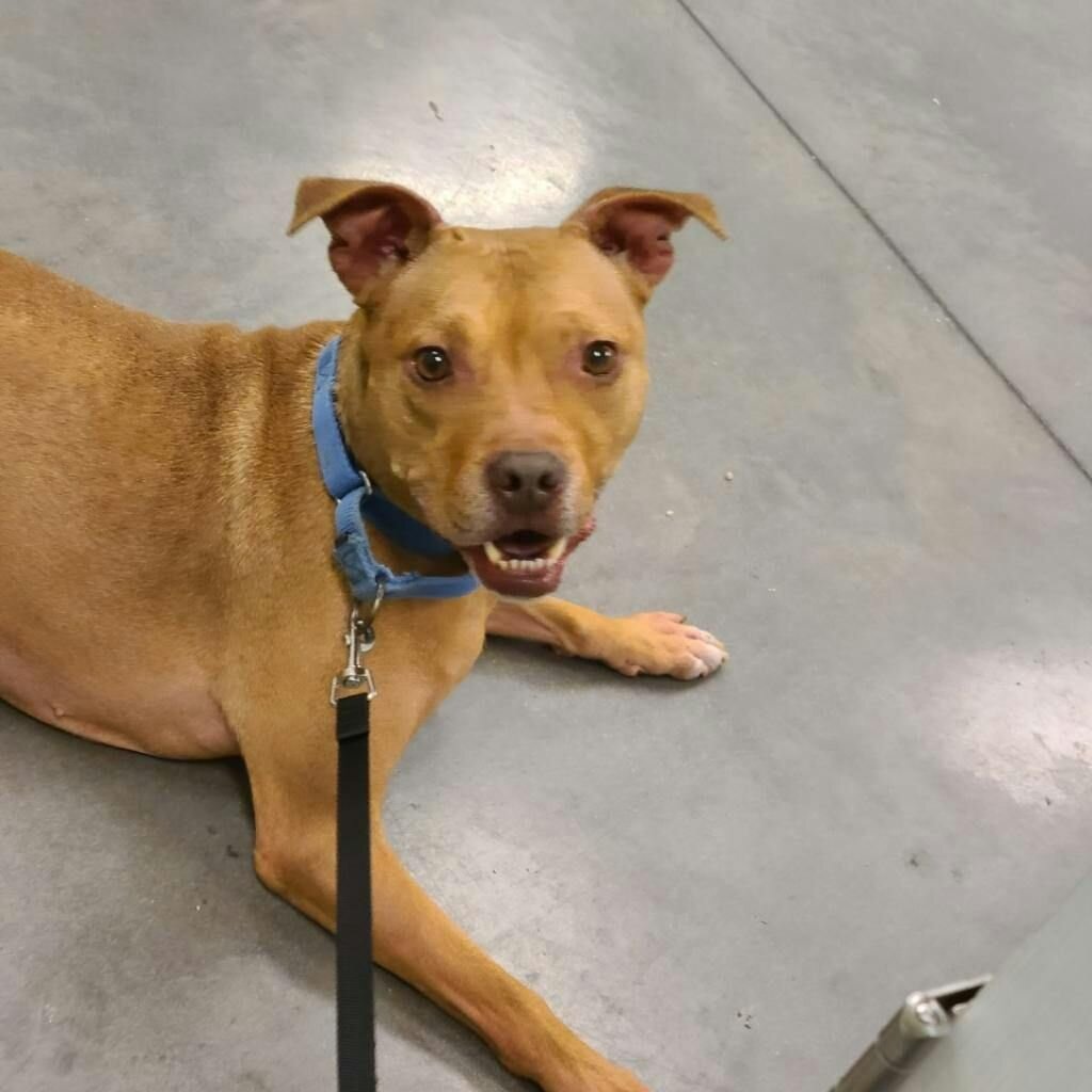 Web bio: https://www.humaneanimalrescue.org/available-pets/monster/