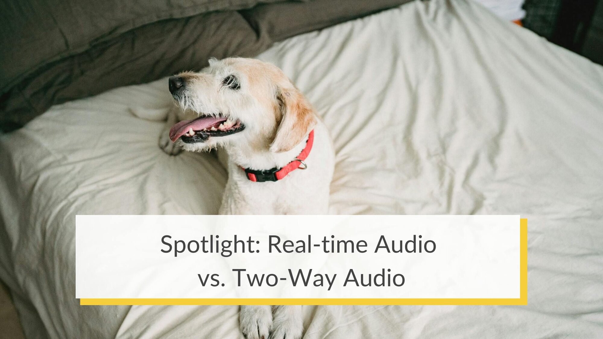 Spotlight on Furbo 360°: Real-Time Audio vs 2-Way Audio
