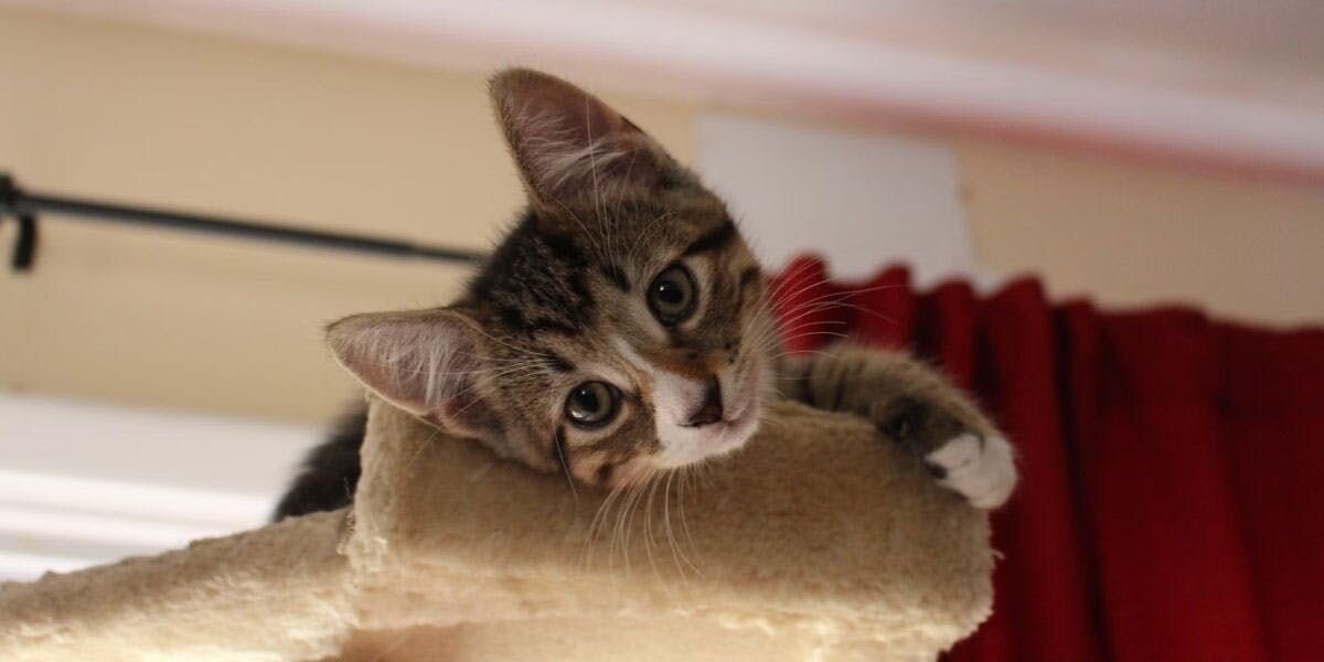 A photo of a tabby kitten lying on the top of a cat tree