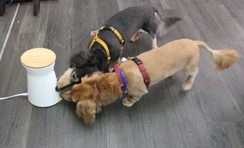 Nike & Momo with Furbo