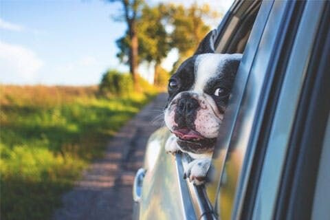 Image of a French Bulldog with its head out of a car window enjoying the summer breeze.