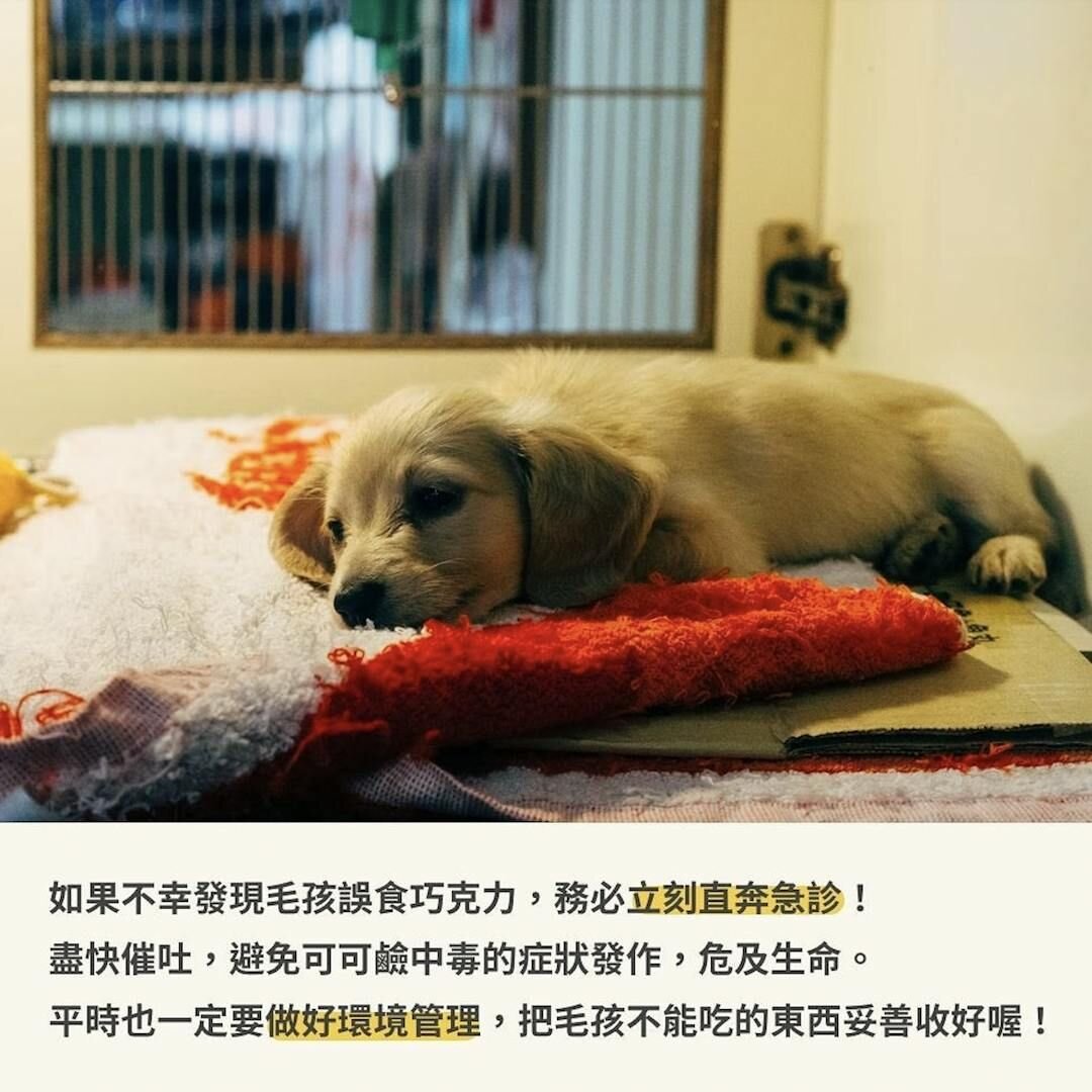 毛孩禁吃巧克力