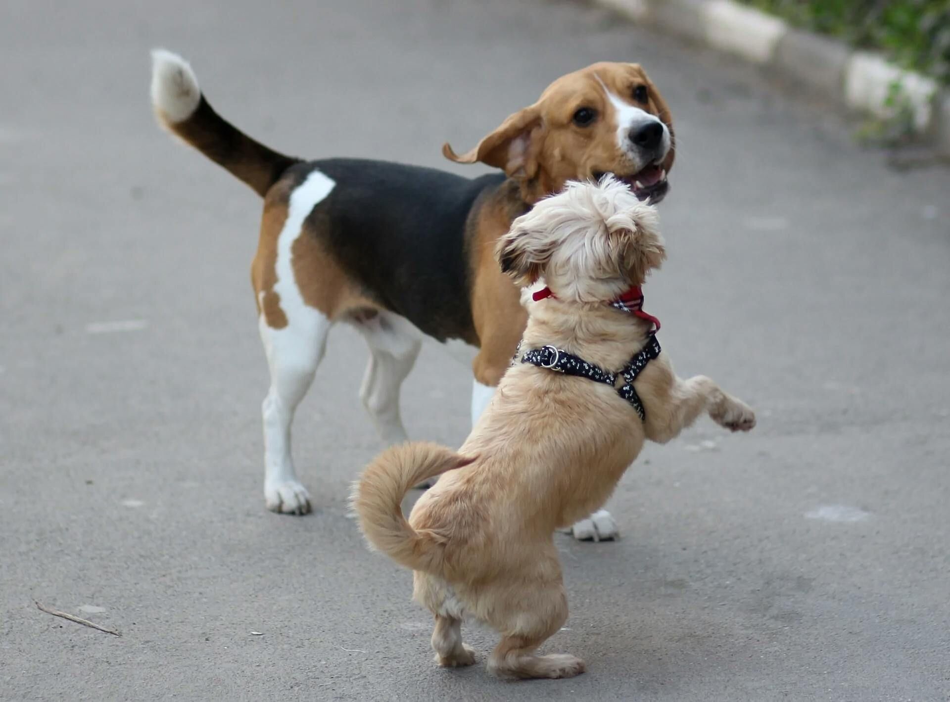 Beagle Image