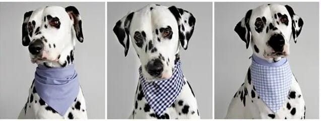 1. No-Sew Bandana Bandanas are one of the easiest crafts you can make for shelter furbabies, to help get them noticed by potential adopters. Using ...