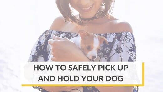 How to Safely Hold Your Dog