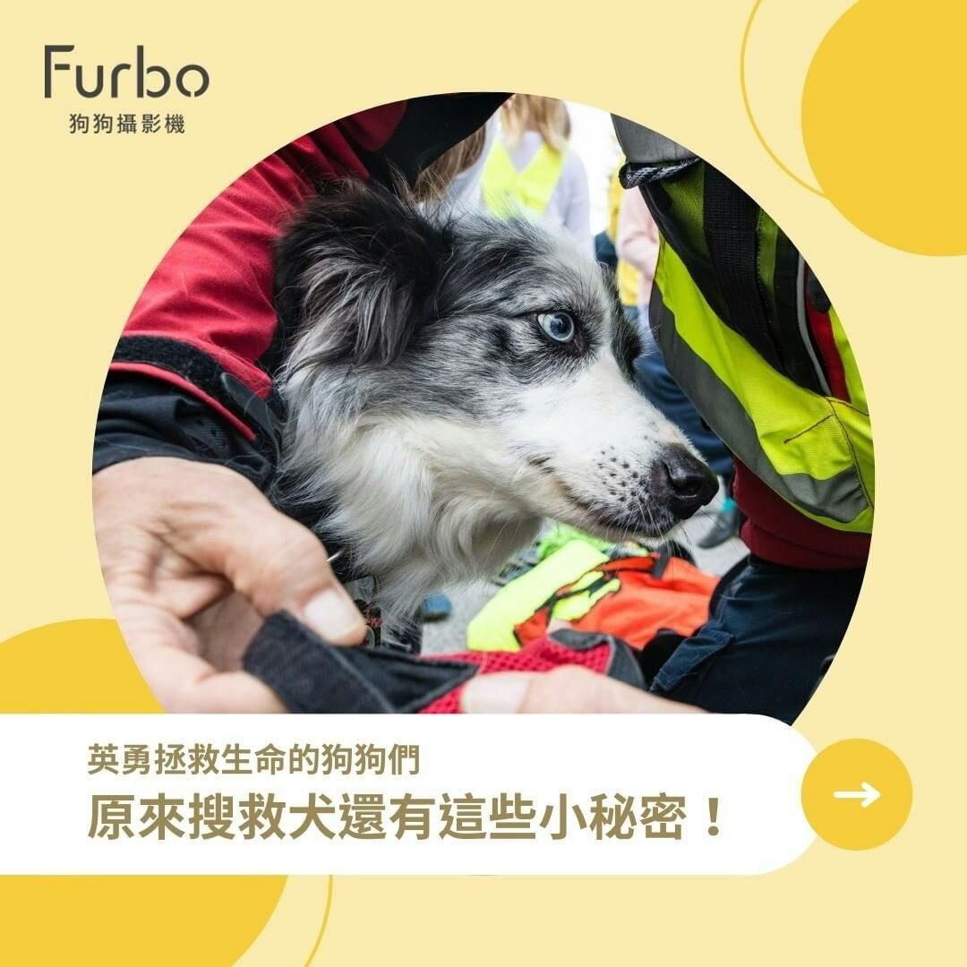 救援中的毛孩英雄｜關於搜救犬的Ｑ＆Ａ大解密！