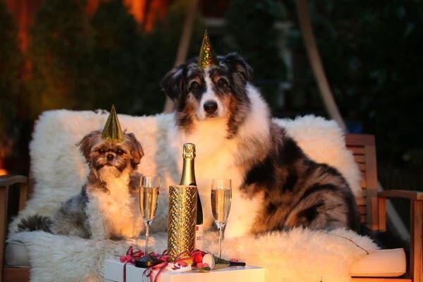 Dog party