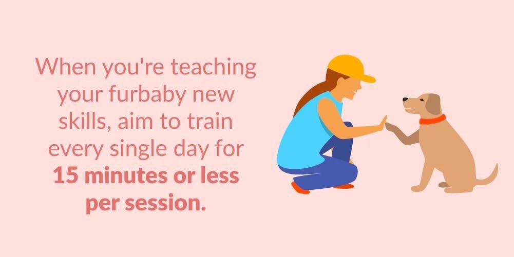 When you're teaching your furbaby new skills, aim to train every single day for 15 minutes or less per session
