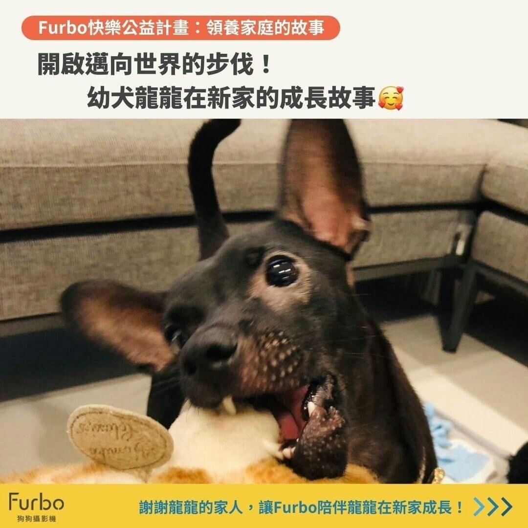 浪浪回家特輯｜焦慮龍龍透過陪伴邁向幸福！
