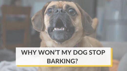 Why Won't My Dog Stop Barking?