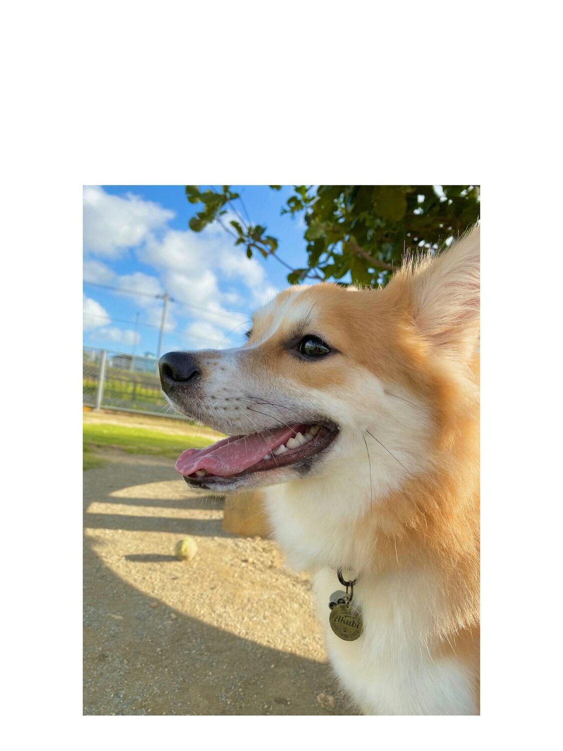 Furbo For Good｜保護犬だったあくびちゃんとの素敵な出会い！⁠里親さんへインタビュー